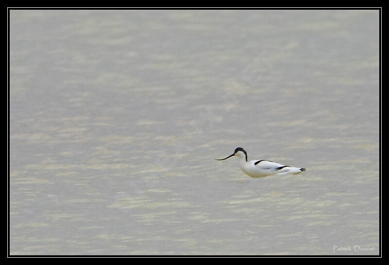 Pied Avocet