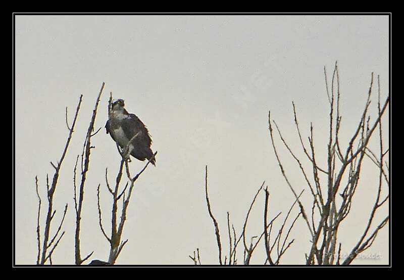 Balbuzard pêcheur