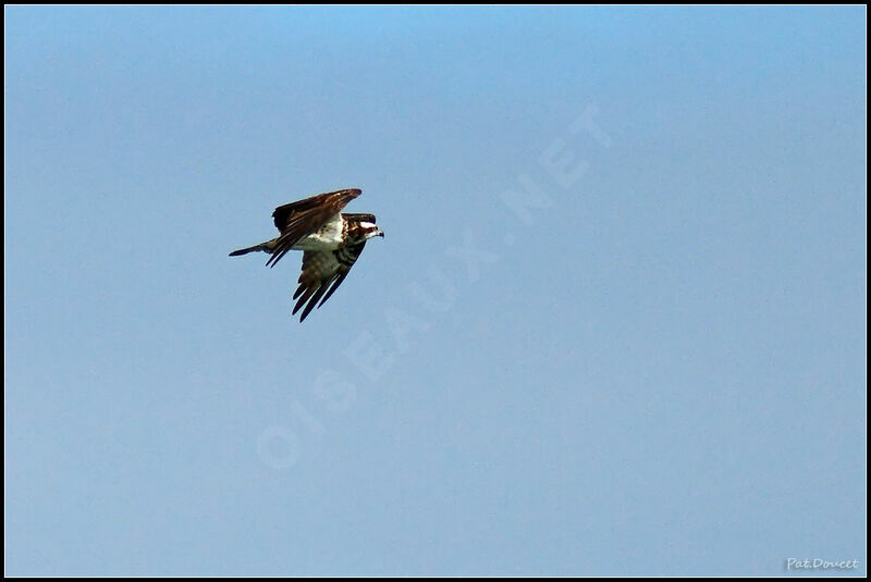 Osprey