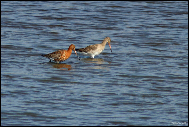 Black-tailed Godwit