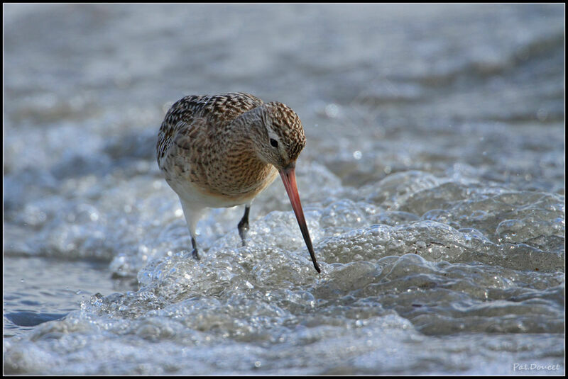 Bar-tailed Godwit