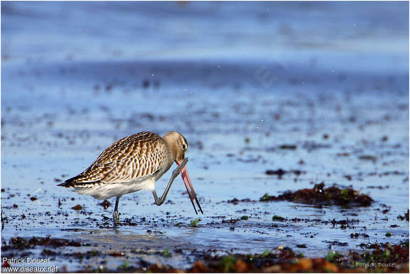 Bar-tailed Godwitadult post breeding, Behaviour