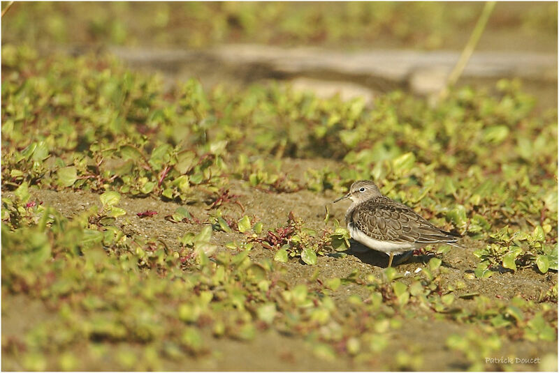 Temminck's Stint