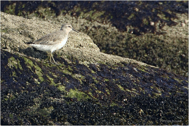 Bécasseau maubèche