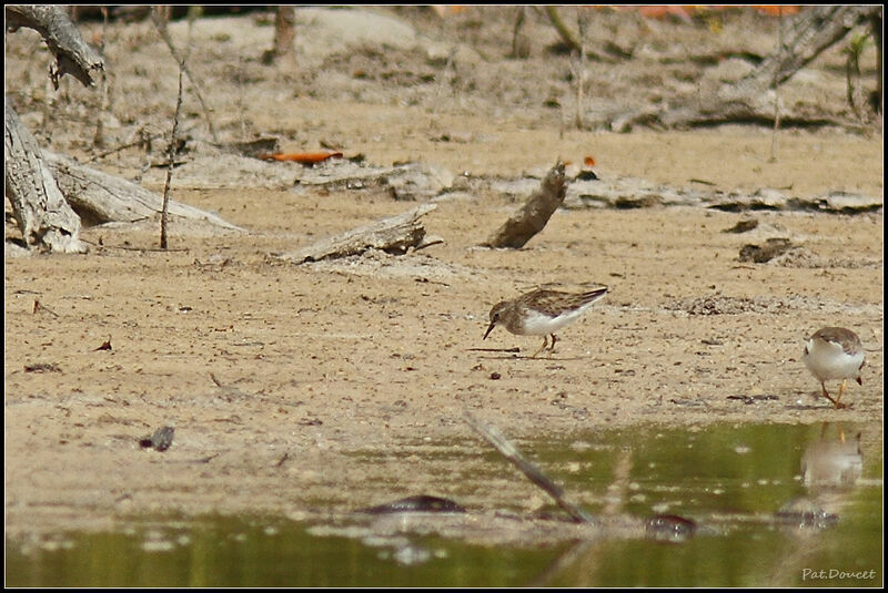 Least Sandpiper