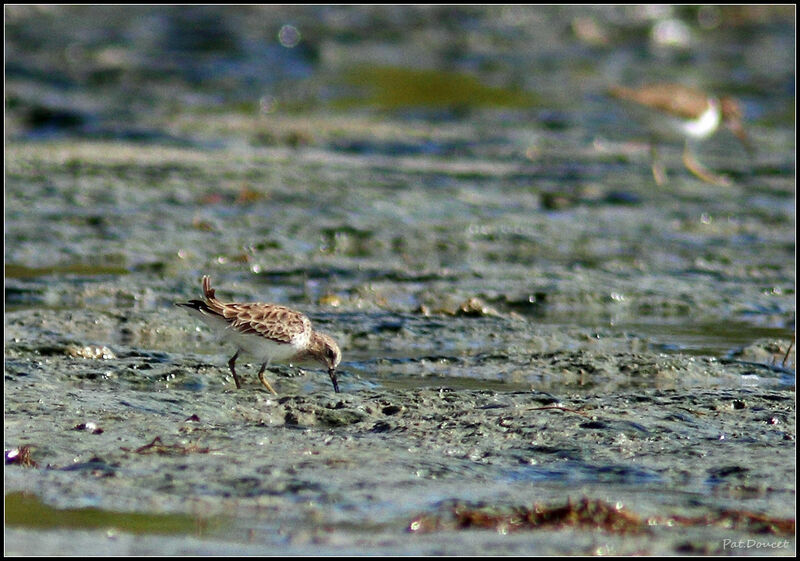 Least Sandpiper