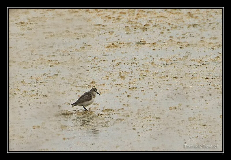 Little Stint