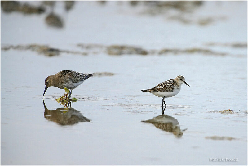 Little Stint