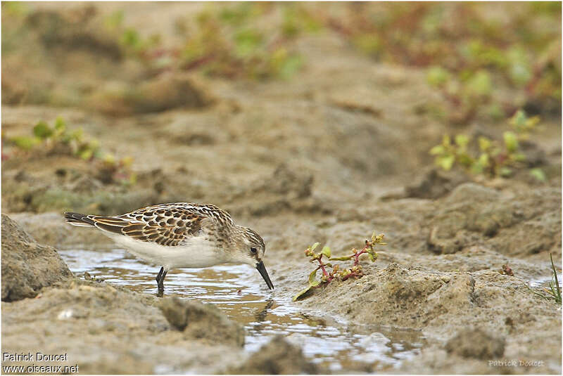 Bécasseau minutejuvénile, identification, pêche/chasse