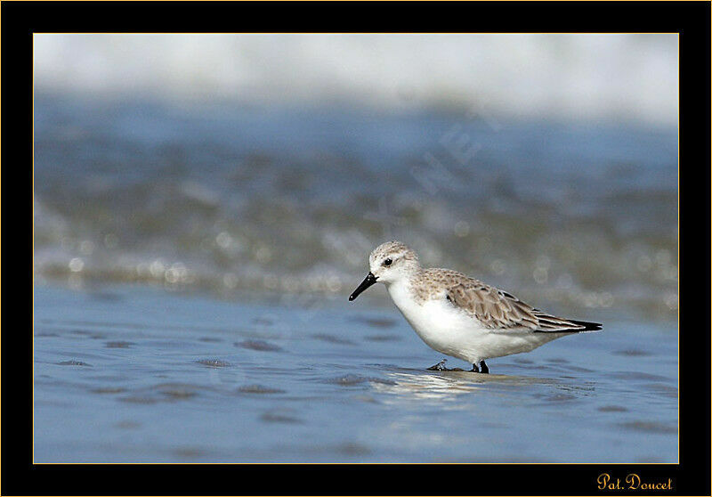 Bécasseau sanderling