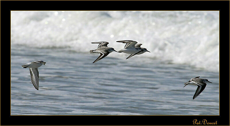 Bécasseau sanderling