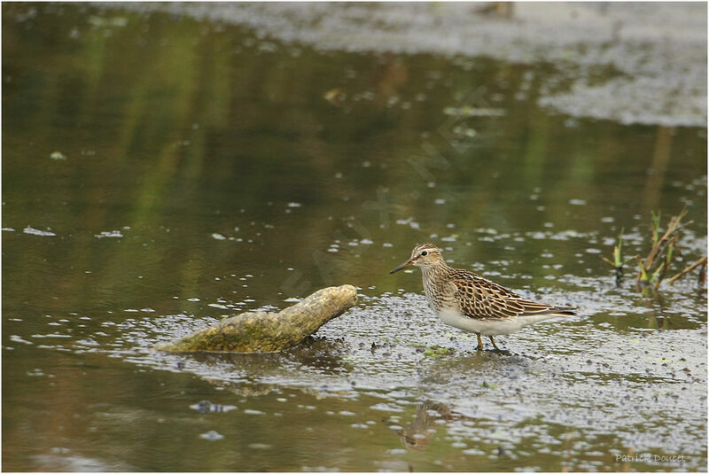 Pectoral Sandpiper