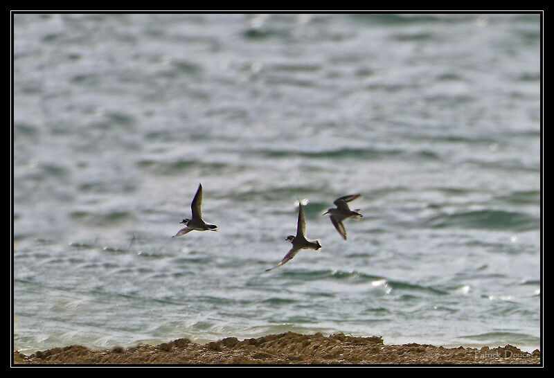 Dunlin