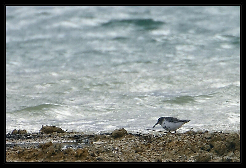 Dunlin