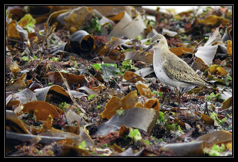 Dunlin