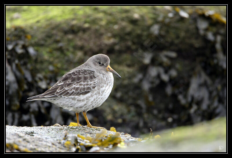 Purple Sandpiper