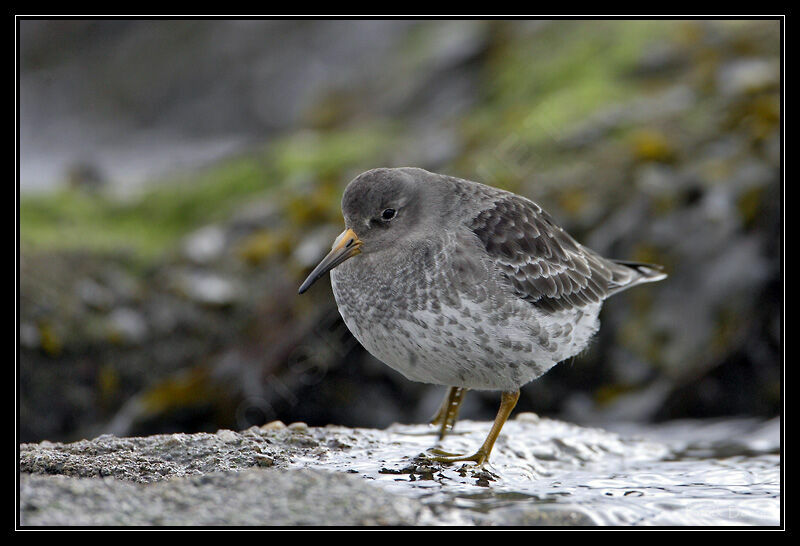 Purple Sandpiper, identification