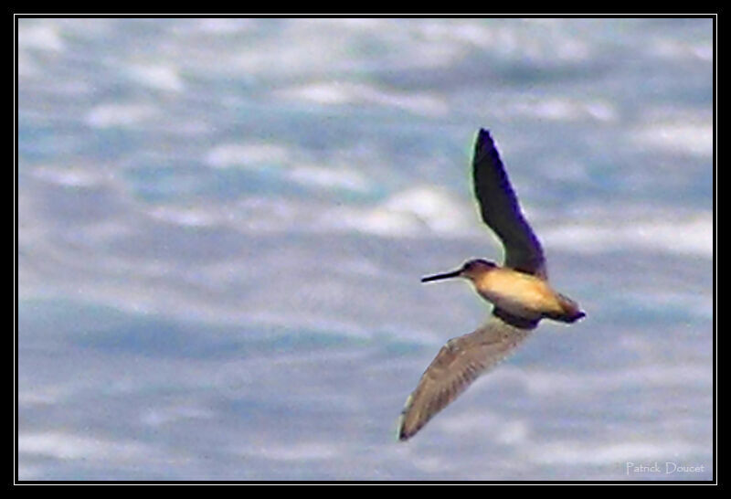 Short-billed Dowitcher