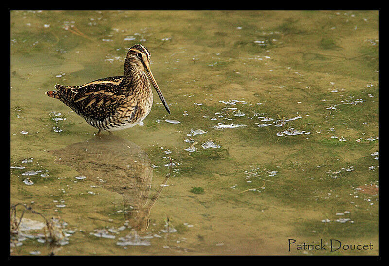 Common Snipe