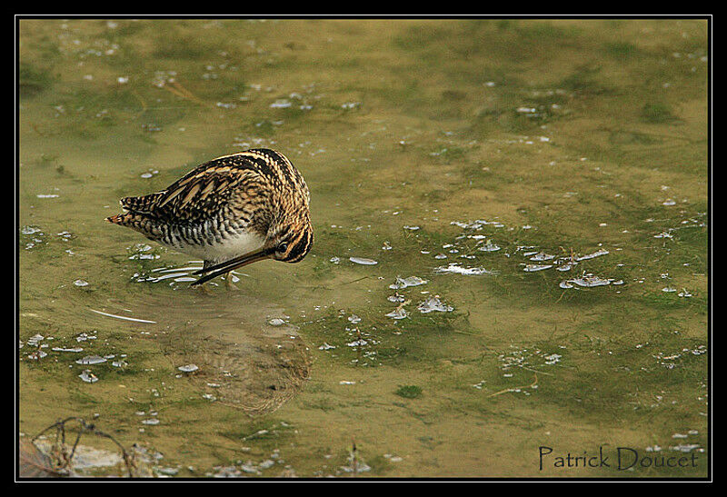 Common Snipe