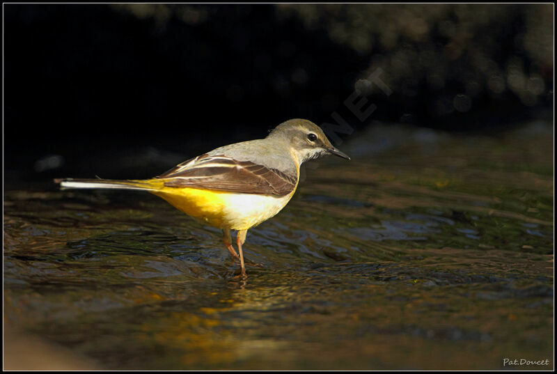 Grey Wagtail