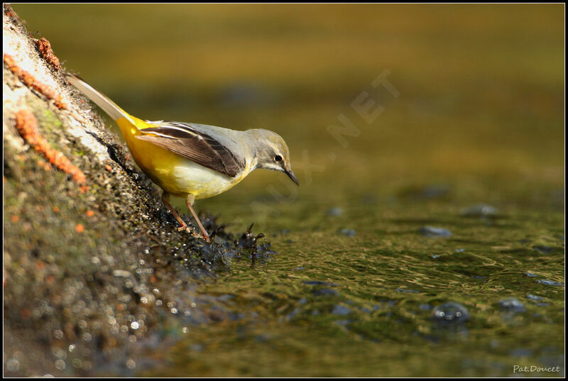 Grey Wagtail