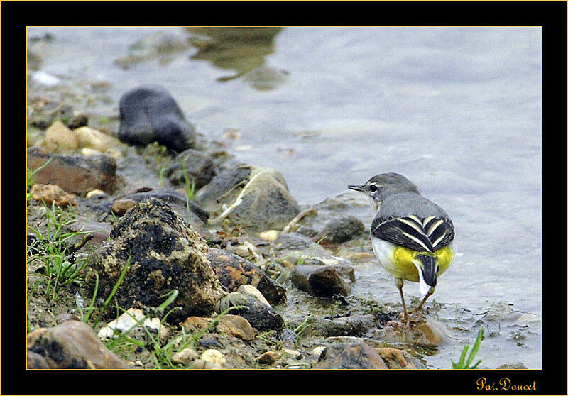 Bergeronnette des ruisseaux