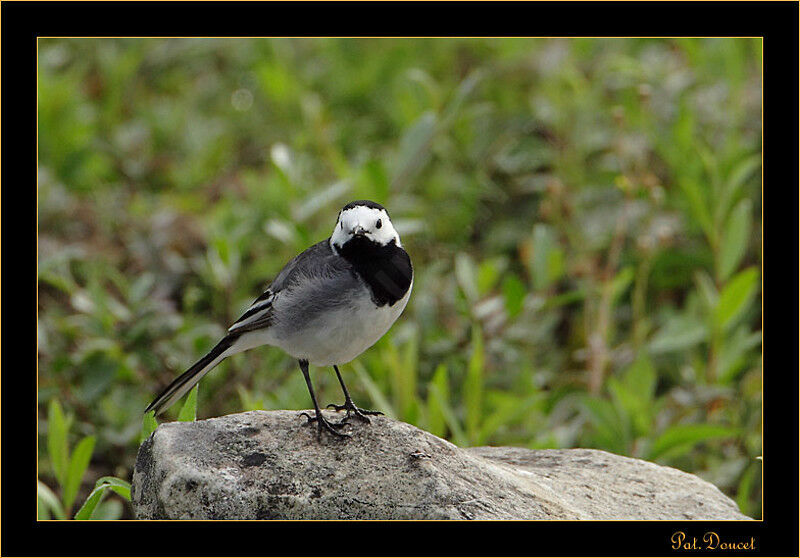 White Wagtail