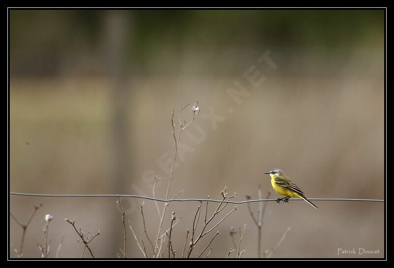 Western Yellow Wagtail