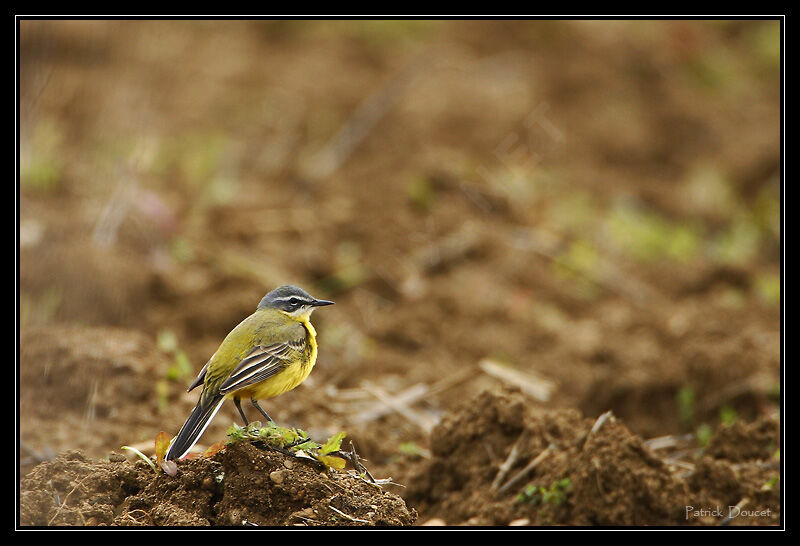 Western Yellow Wagtail