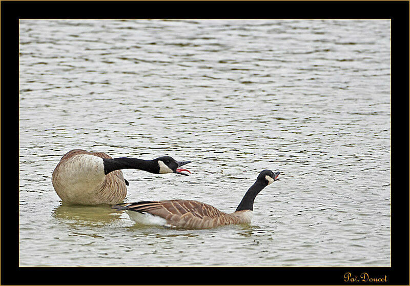 Canada Goose