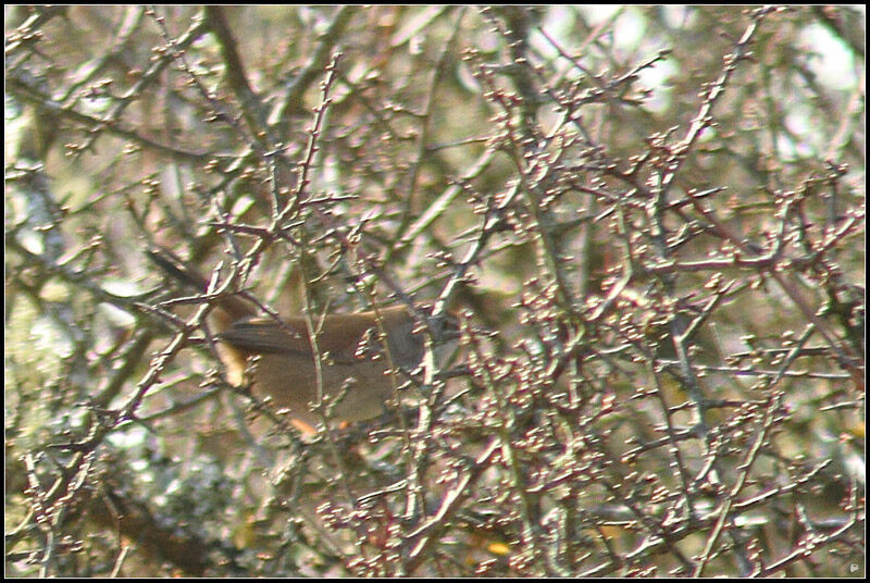 Cetti's Warbler