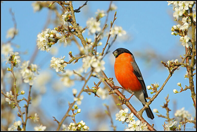 Eurasian Bullfinch