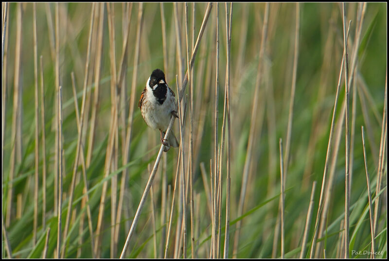 Common Reed Bunting