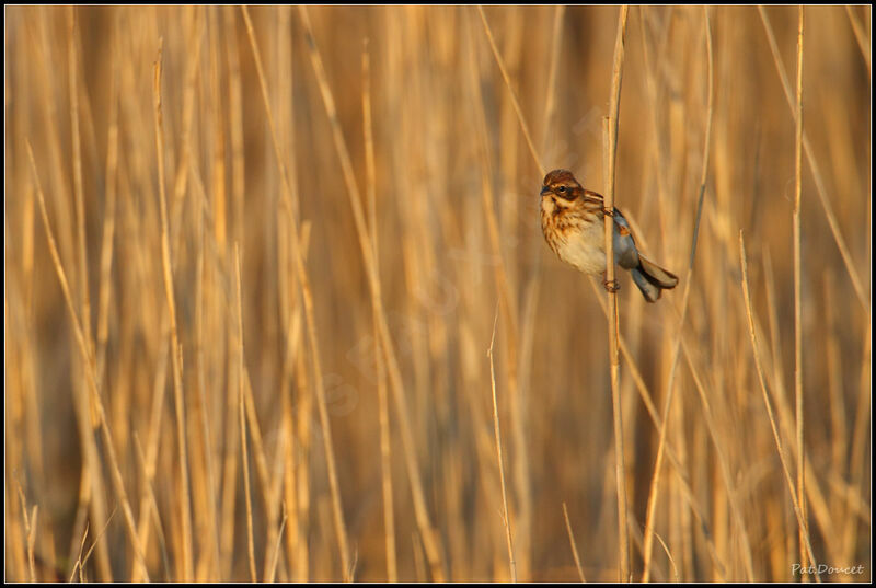 Common Reed Bunting