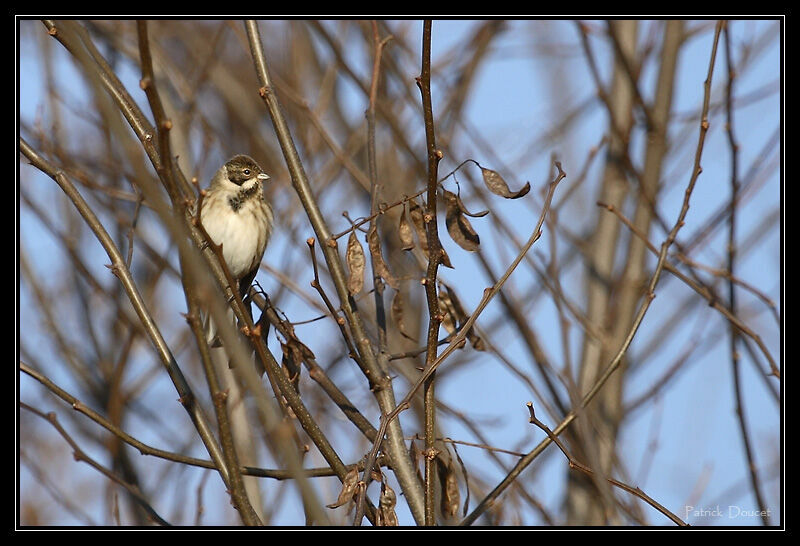 Common Reed Bunting