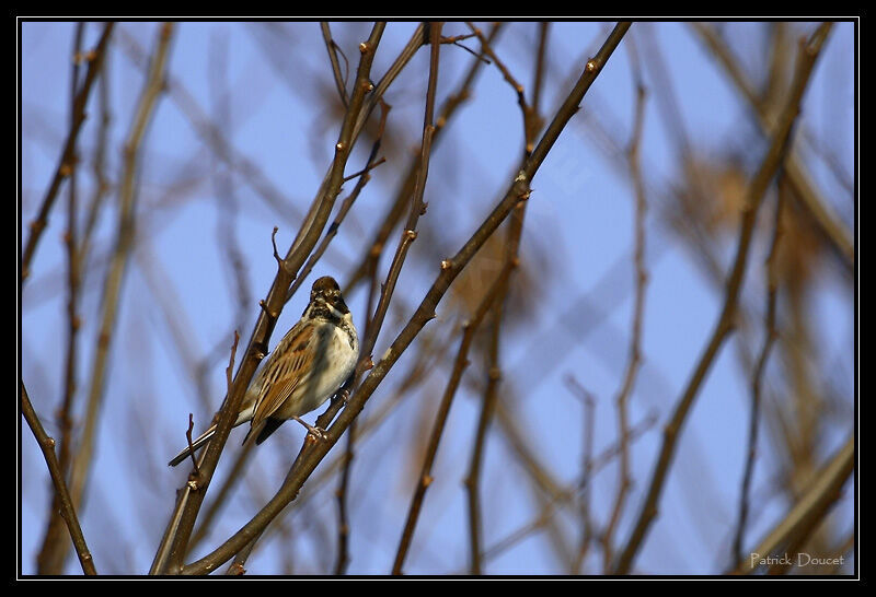 Bruant des roseaux