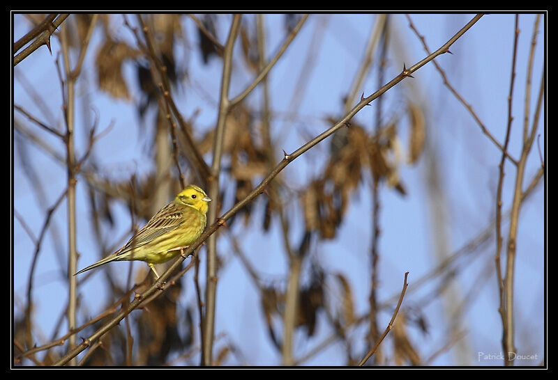 Bruant jaune