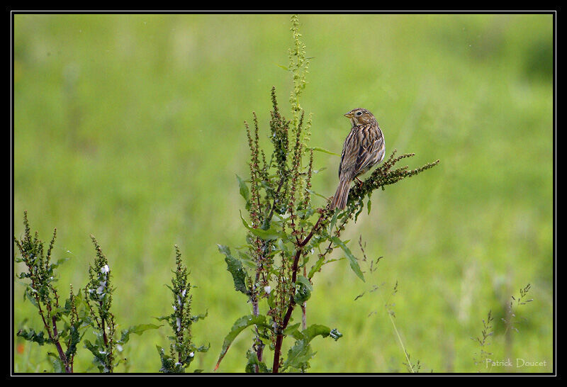 Corn Bunting