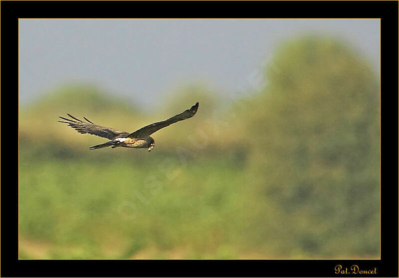 Montagu's Harrier