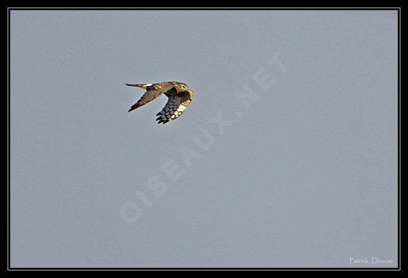 Hen Harrier