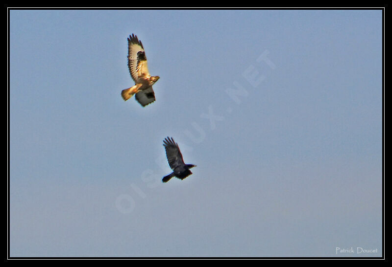 Rough-legged Buzzard