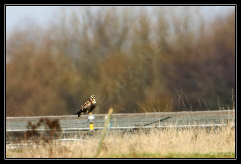 Rough-legged Buzzard