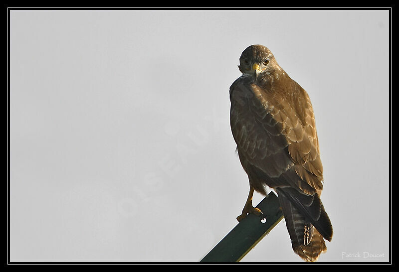 Common Buzzard