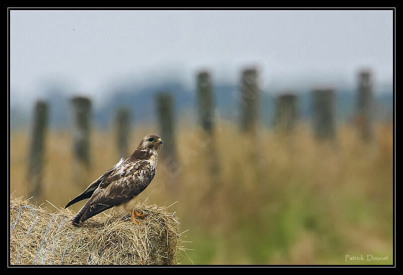 Buse variable