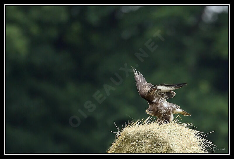 Common Buzzard