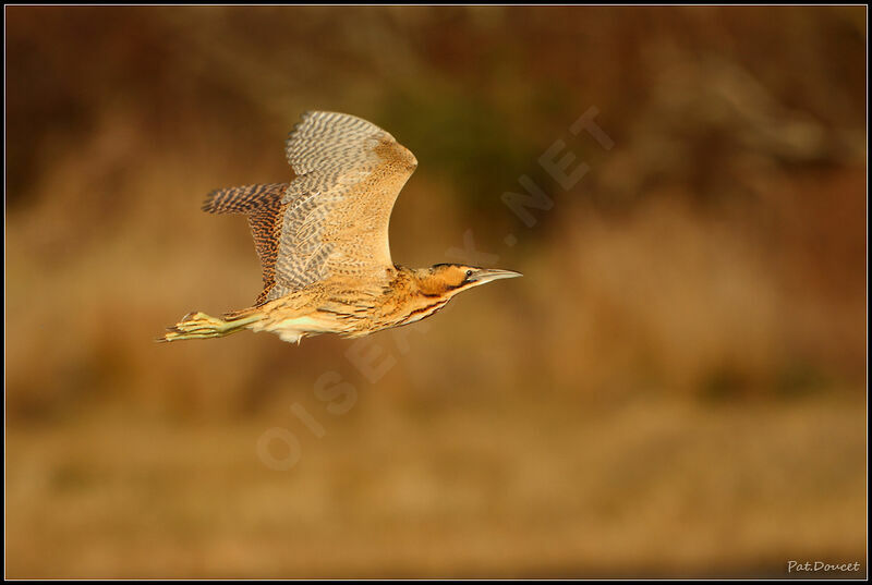 Eurasian Bittern