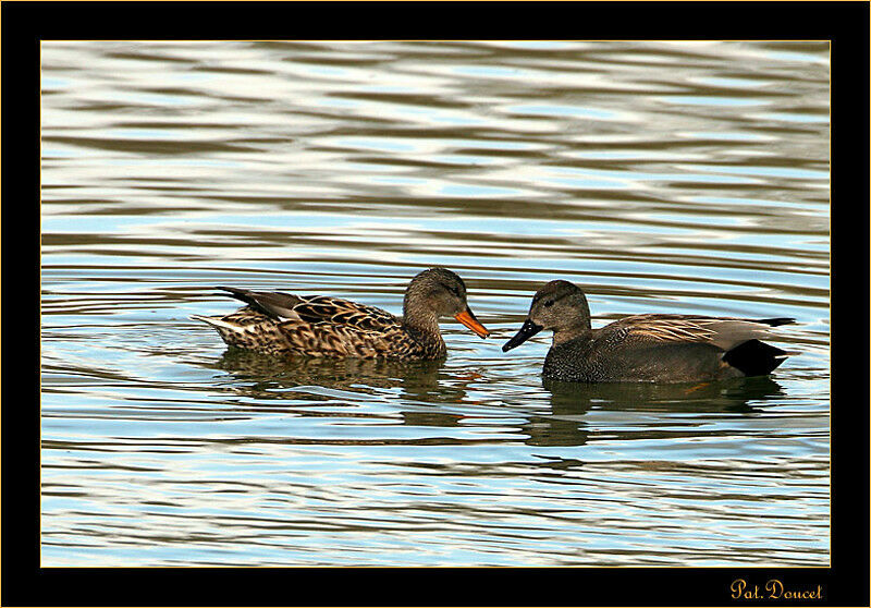 Canard chipeau 