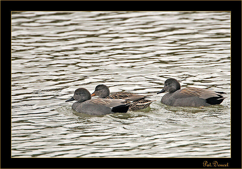 Canard chipeau