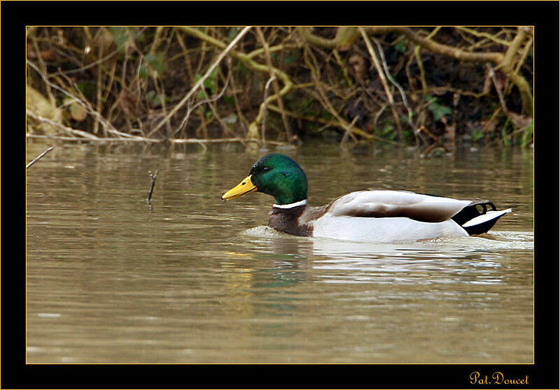 Canard colvert